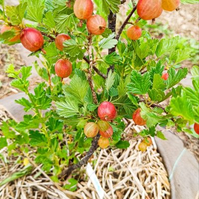 GROSEILLIER A MAQUEREAU  HINNONMAKI RED