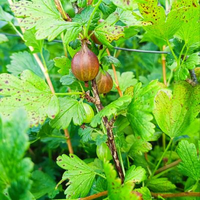 GROSEILLIER A MAQUEREAU  CAPTIVATOR Pot 2L