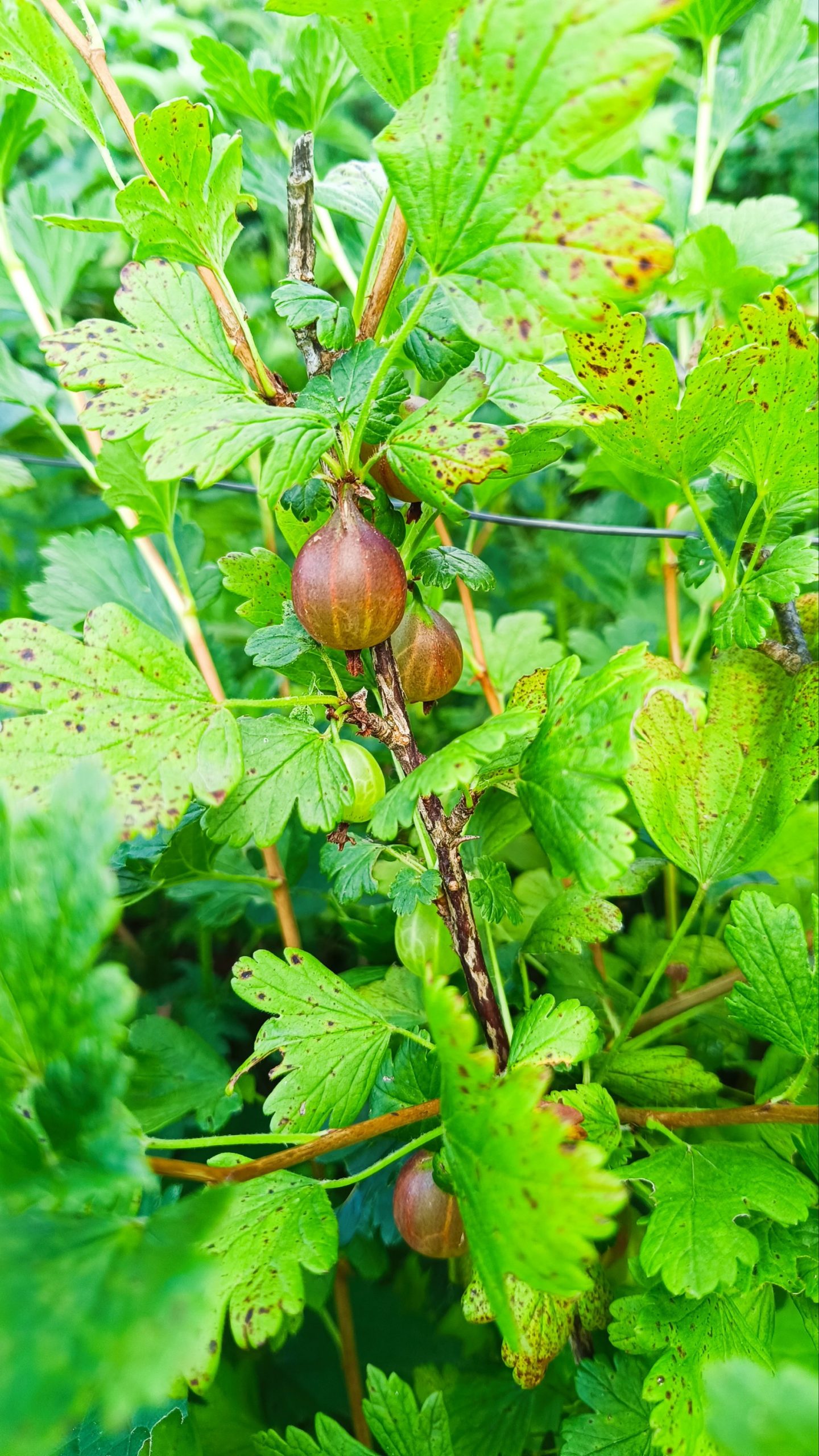 GROSEILLIER A MAQUEREAU CAPTIVATOR Pot 2L