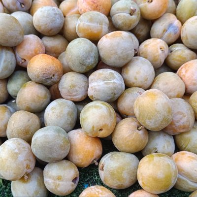 REINE CLAUDE DE BAVAY