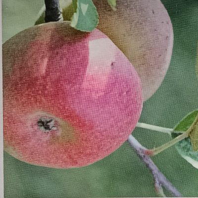 Pommier  COURT PENDU ROUGE