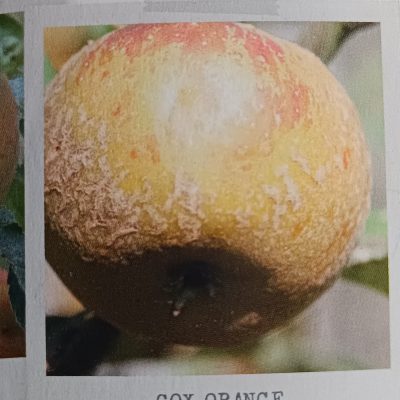 Pommier COX ORANGE