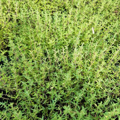 Thym commun (thymus vulgaris)