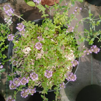 THYM SERPOLET Pot 2L