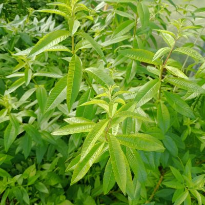 VERVEINE CITRONNELLE Pot 1L