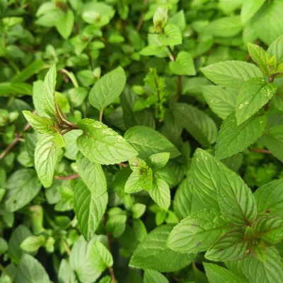 MENTHE CHOCOLAT Gdt 9