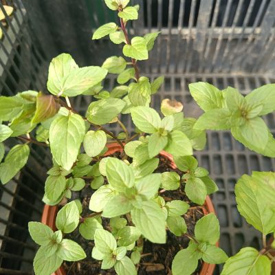 MENTHE POIVREE