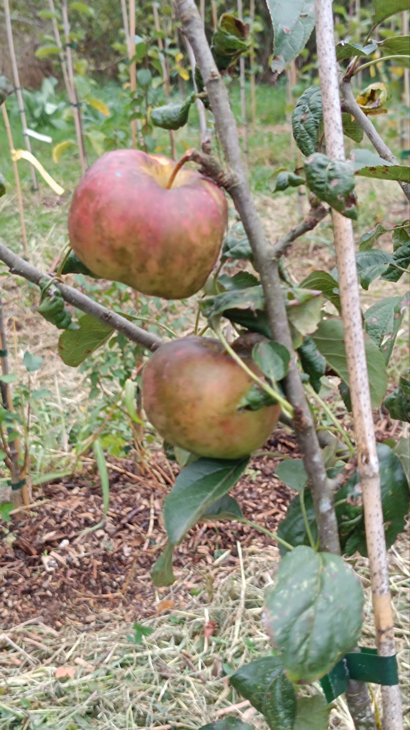 Pommier COEUR DE BOEUF