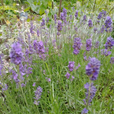 LAVANDE VRAIE Pot 3L