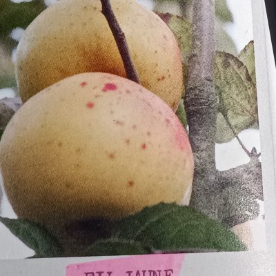 Pommier FIL JAUNE