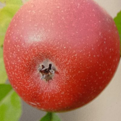 REINETTE ROUGE ETOILE