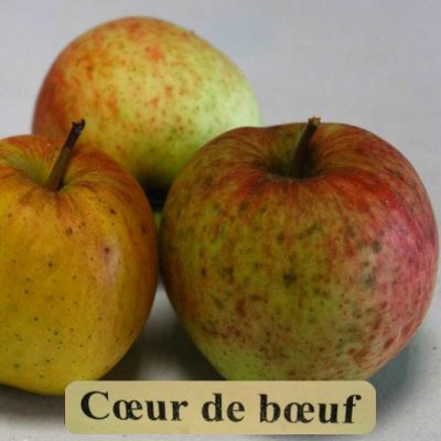 COEUR DE BOEUF
