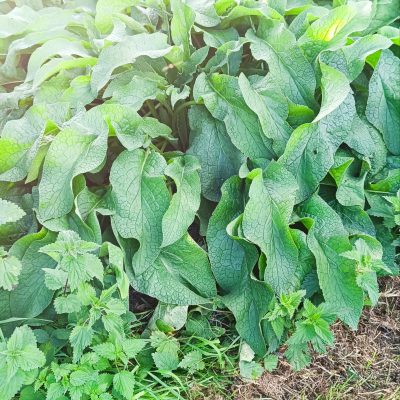 Consoude Bocking 14 (Symphytum x uplandicum 'Bocking 14')