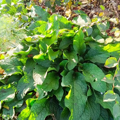 Consoude naine (symphytum grandiflorum)