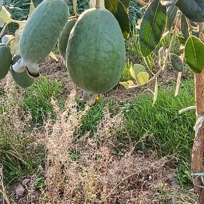 Feijoa Appolo