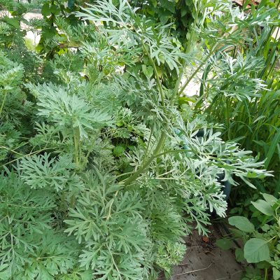 Grande absinthe (Artemisia absinthium)