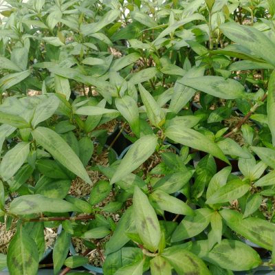 Coriandre vietnamienne (persicaria odorata)