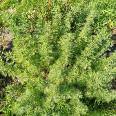 Armoise Cola (Artemisia abrotanum var Maritima)