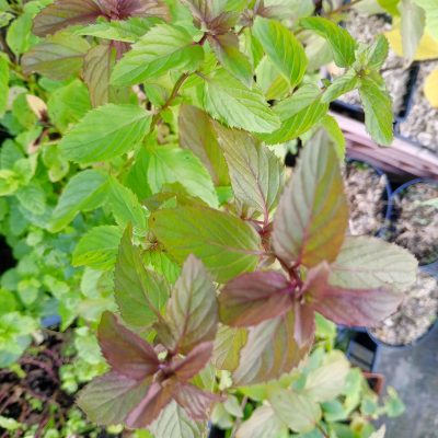 Menthe Bergamote (mentha piperata X Bergamote)