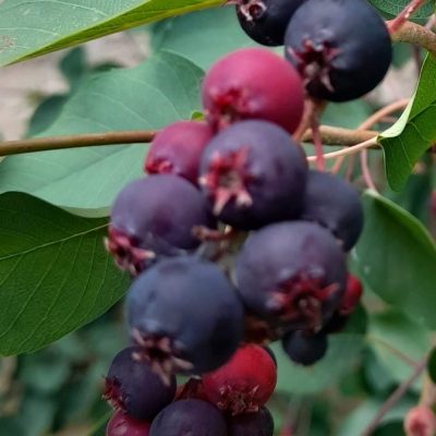 Amélanchier alnifolia Thiessen