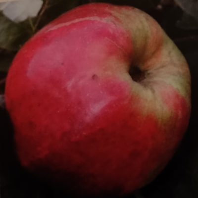 CALVILLE ROUGE D'ETE