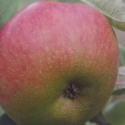 REINETTE DE CHATELAUDREN