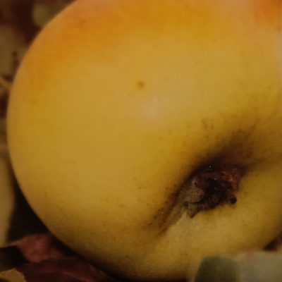 TRANSPARENTE DE CRONCEL