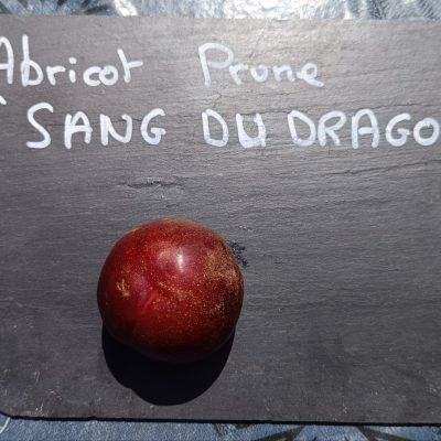 Prune-abricot SANG DU DRAGON