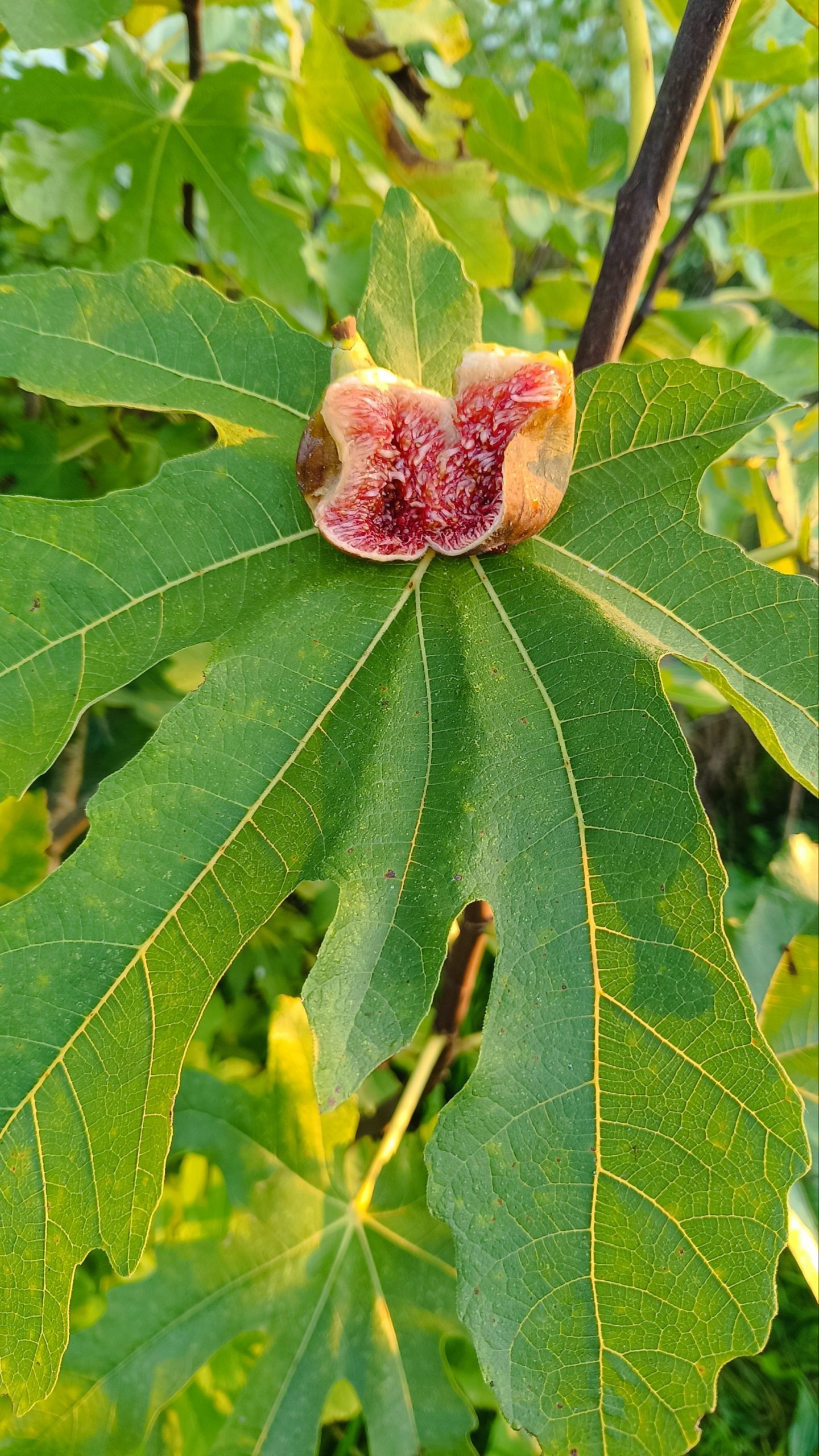 Figuier Longue d'Août – Image 3