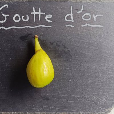 Goutte d'or