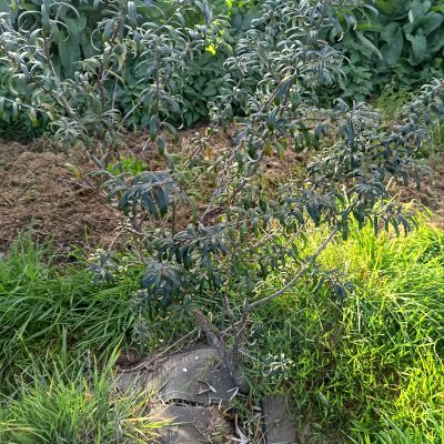 Argousier Pollmix Pot 1L