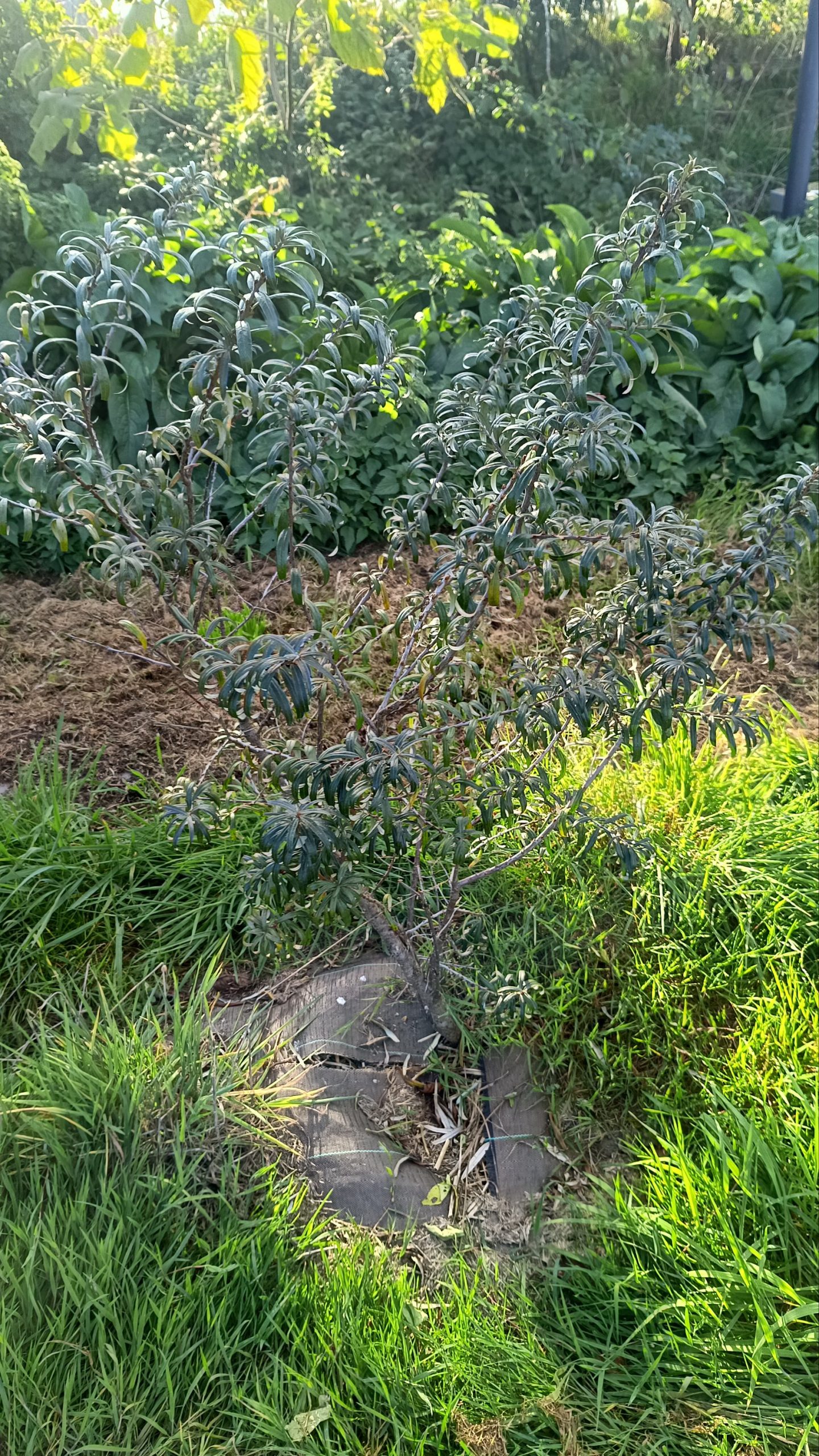 Argousier "Moldavia" femelle Pot 1L