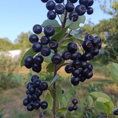 Aronia "Viking"