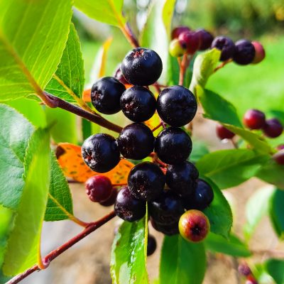 Aronia "Viking" Pot 2L