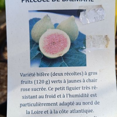 Figuier Précoce de dalmatie