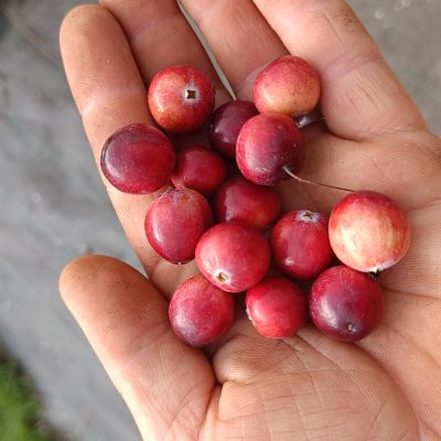 Canneberge Early Black