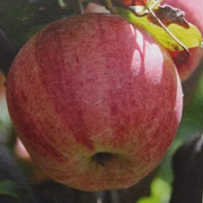 PIGEONNET ROSE D'HIVERS