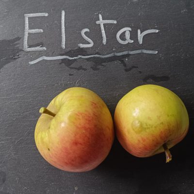 ELSTAR