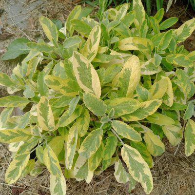 Sauge Icterina ( salvia officinalis "icterina")