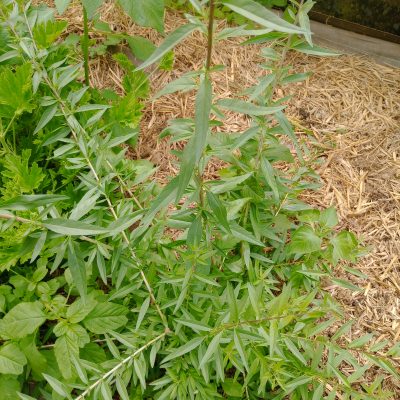 La verveine d'Argentine (chlorophylle)