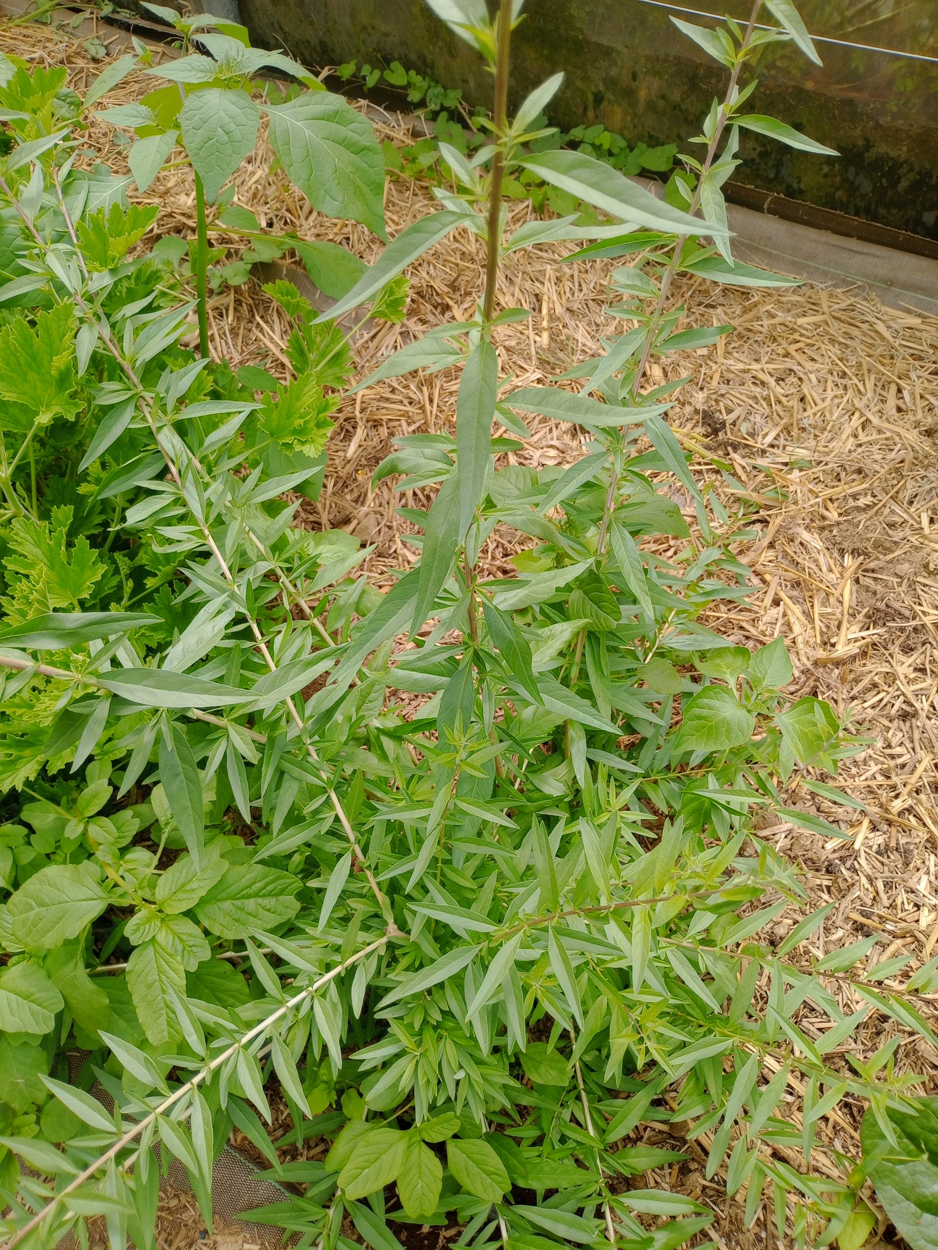 La verveine d'Argentine (chlorophylle)
