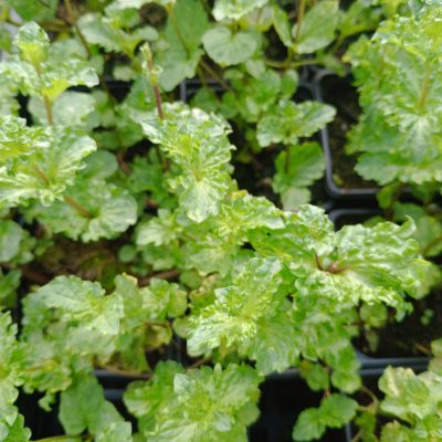 Menthe Crépue ( Mentha spicata var crispa)