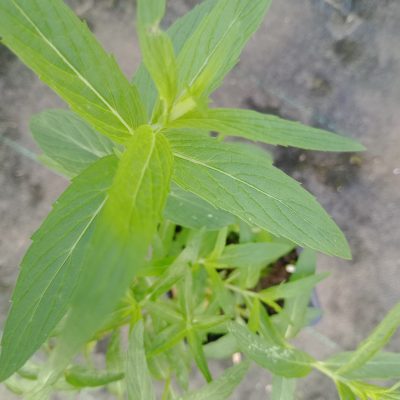 Menthe d'Afrique (mentha longifolia )