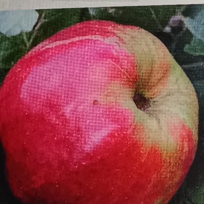 Pommier CALVILLE ROUGE D'ETE
