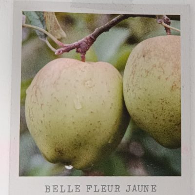 Pommier "BELLE FLEUR JAUNE"