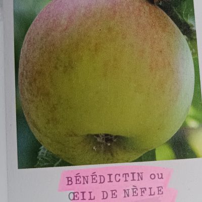 Pommier "BENEDICTIN"