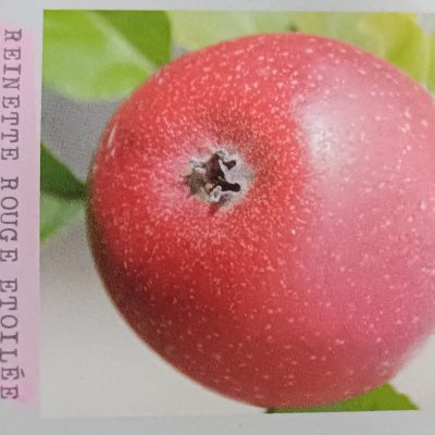 Pommier REINETTE ROUGE ETOILE