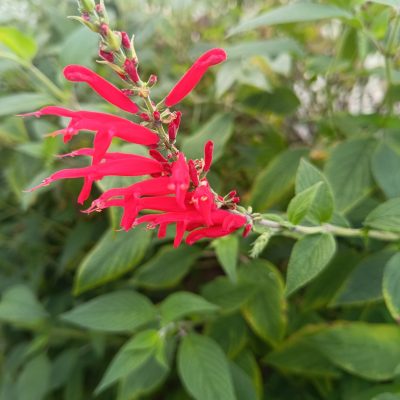 Sauge Ananas (Salvia elegans),