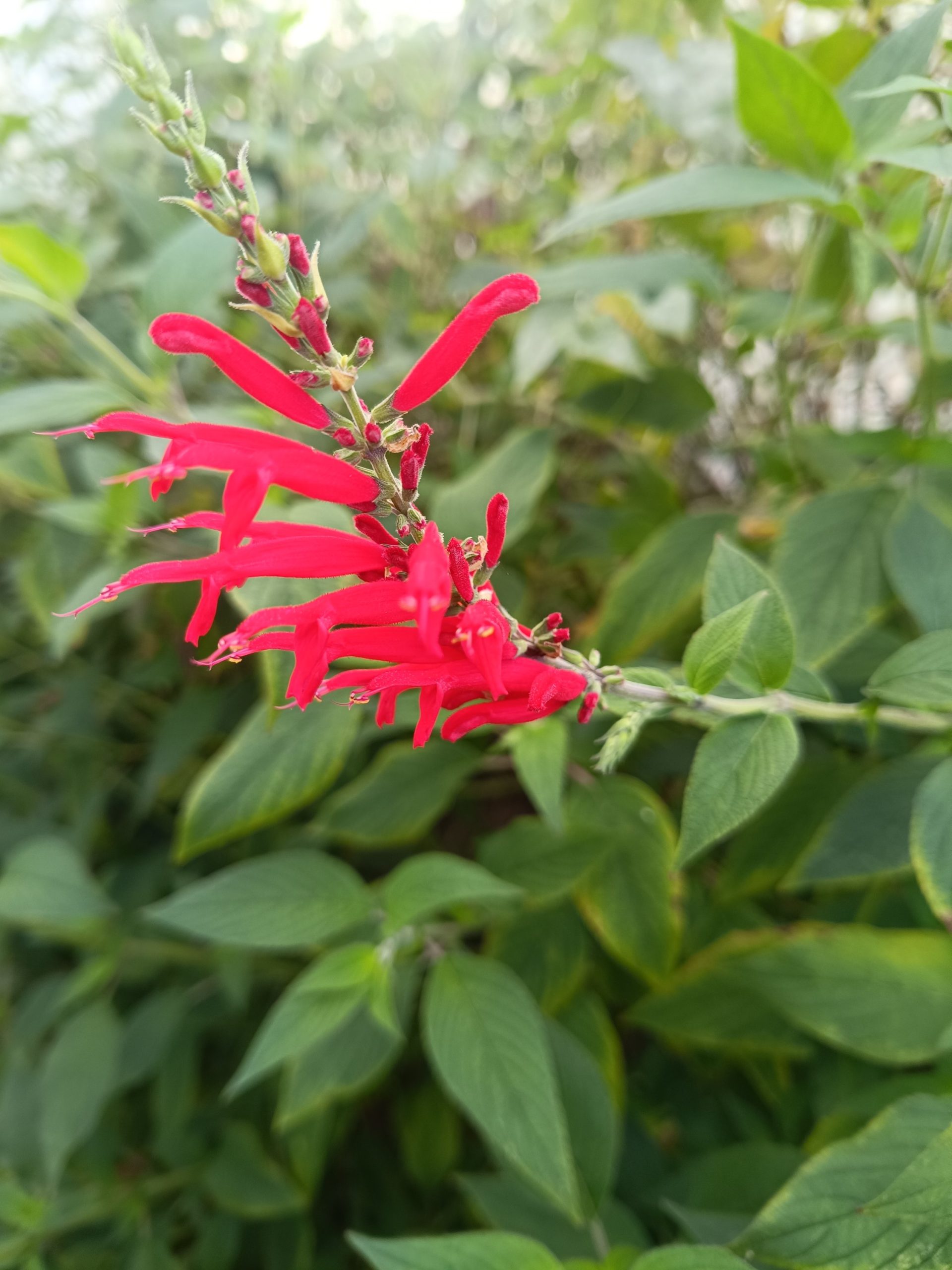 Sauge Ananas (Salvia elegans),