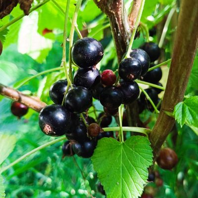 CASSIS BLACKDOWN